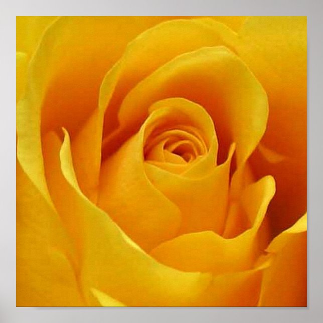 Poster Grosse rose jaune (Devant)