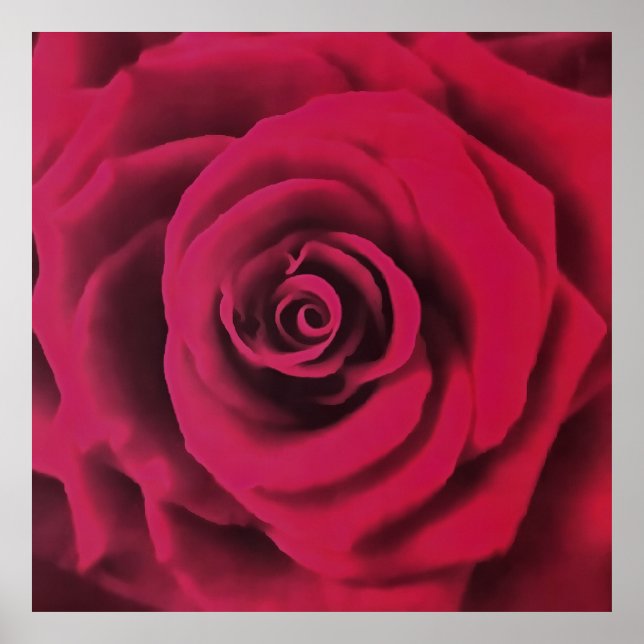 Poster Grosse Rose rouge (Devant)