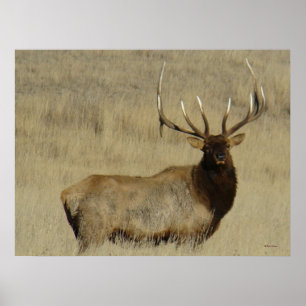 Poster Grosse taureau d'Elk E30