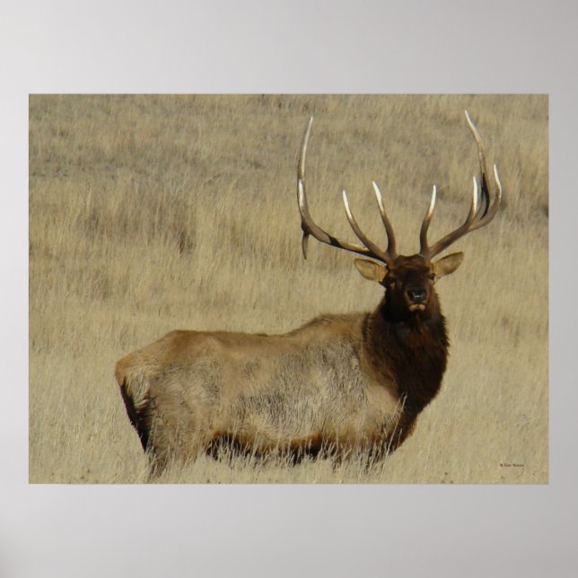 Poster Grosse taureau d'Elk E30 (Devant)