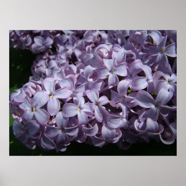 Poster Grosses fleurs de Lilac (Devant)
