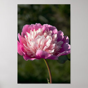 Poster Grosses fleurs de pivoine rose le jour du printemp