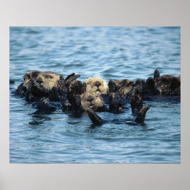 Poster Group of Sea Otters (Devant)