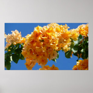 Poster Groupe de bougainvilliers d'or Floral
