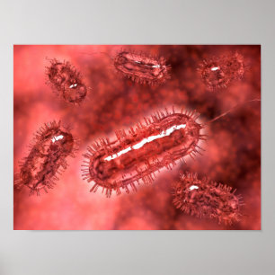 Poster Groupe De Cellules Bactéries Escherichia Coli 2