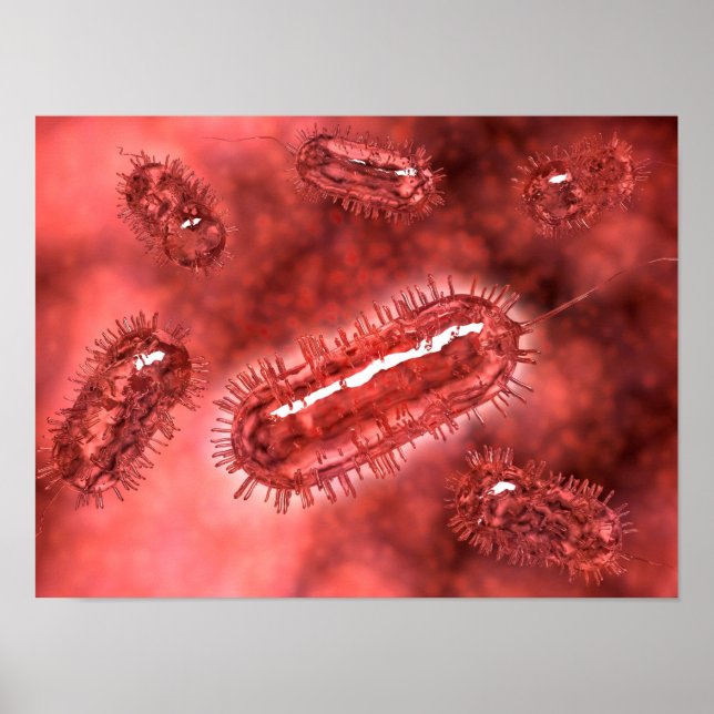 Poster Groupe De Cellules Bactéries Escherichia Coli 2 (Devant)