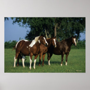 Poster Groupe de Chevaux de Peinture debout