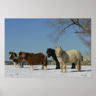 Poster Groupe de Chevaux miniatures dans la neige