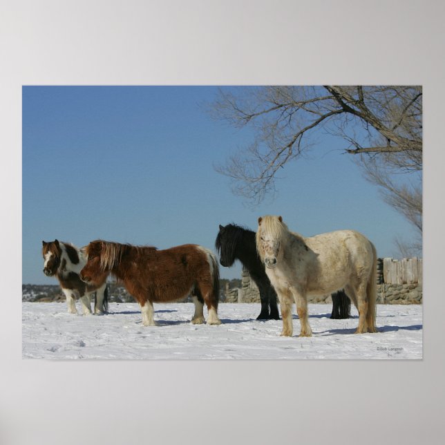 Poster Groupe de Chevaux miniatures dans la neige (Devant)