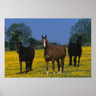 Poster Groupe de chevaux Thoroughbred