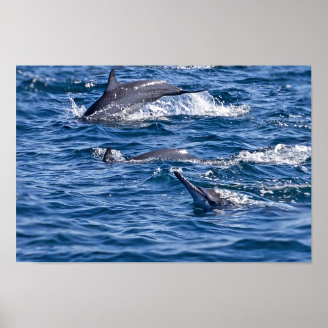 Poster Groupe de dauphins de goulot - Oman (Devant)