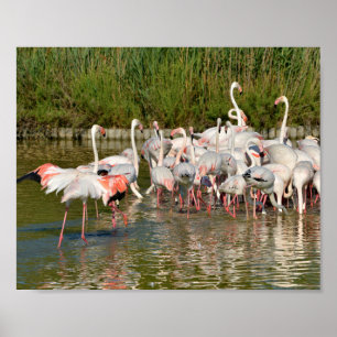 Poster Groupe de flamants roses en Camargue