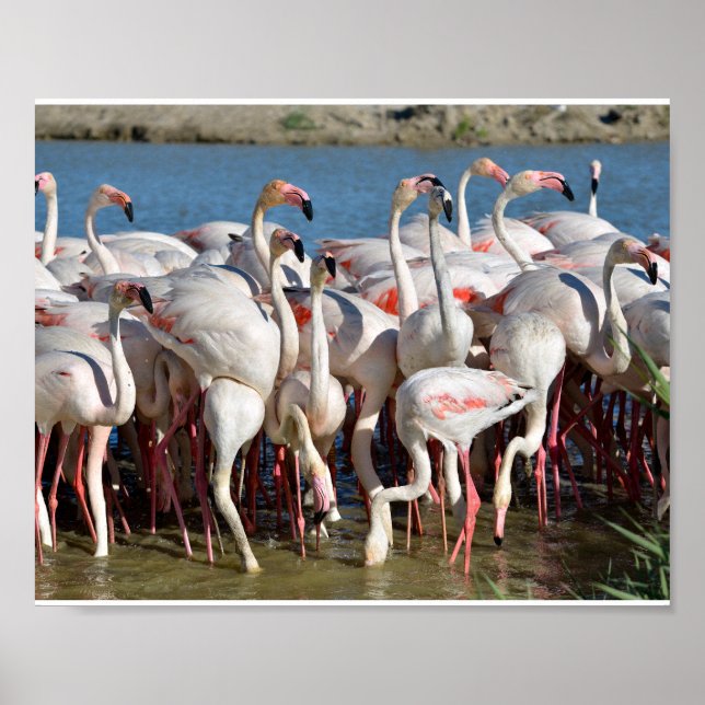 Poster Groupe de flamants roses en Camargue (Devant)