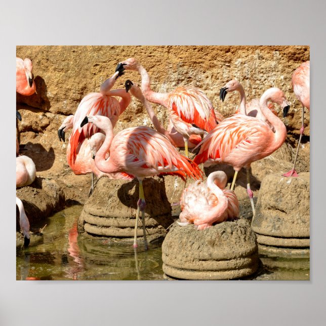 Poster Groupe de flamants roses et nids en Camargue (Devant)