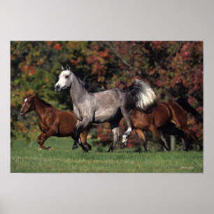 Poster Groupe de fonctionnement arabe de chevaux