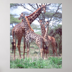 Poster Groupe de girafes ou troupeau avec jeunes, Giraffa