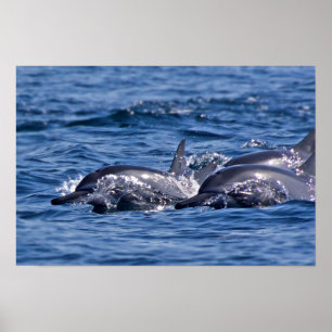 Poster Groupe de grands dauphins