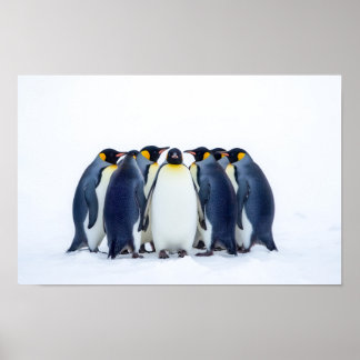 Poster Groupe de manchots
