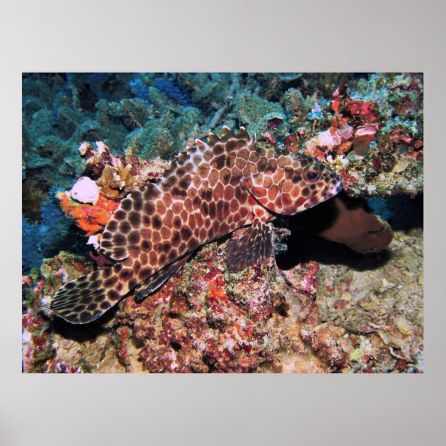 Poster Groupe de peigne (Devant)