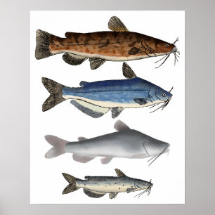 Poster Groupe de poissons de l'Amérique du Nord