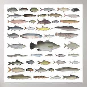 Poster Groupe de poissons du bassin du Nil