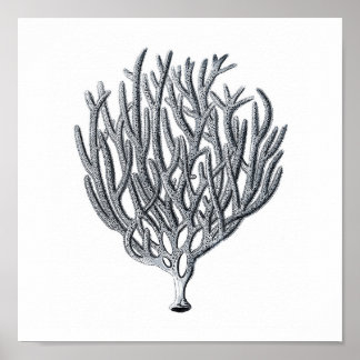 Poster Groupe de vies marines12A Imprimer 1