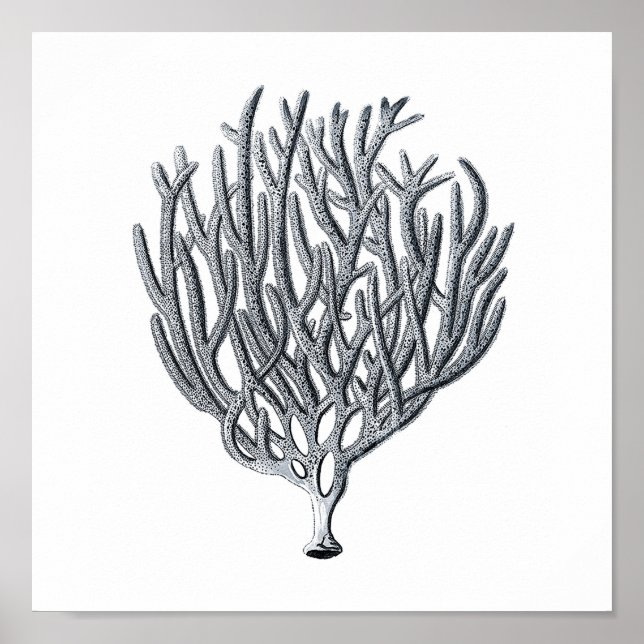 Poster Groupe de vies marines12A Imprimer 1 (Devant)