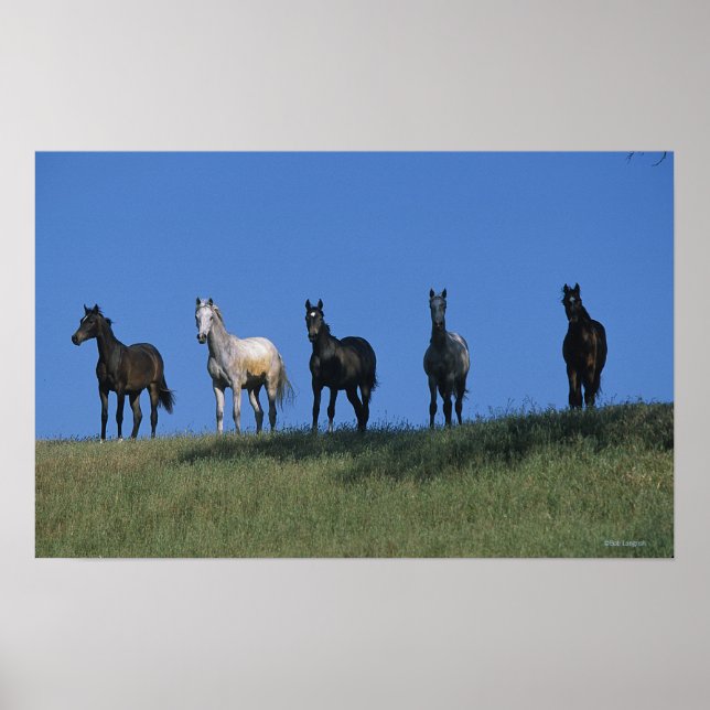 Poster Groupe des Arabes (Devant)
