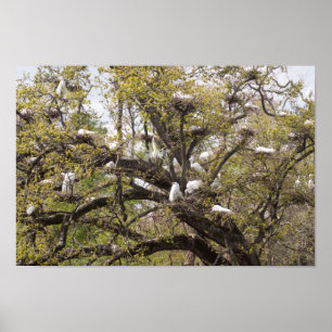 Poster groupe d'oeufs