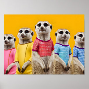 Poster Groupe Meerkat créatif