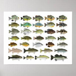Poster Groupe nord-américain du poisson-soleil