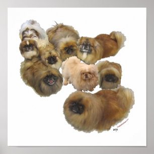 Poster Groupe Pekingese