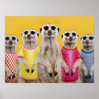 Poster Groupe Vibrant Meerkat dans des tenues élégantes