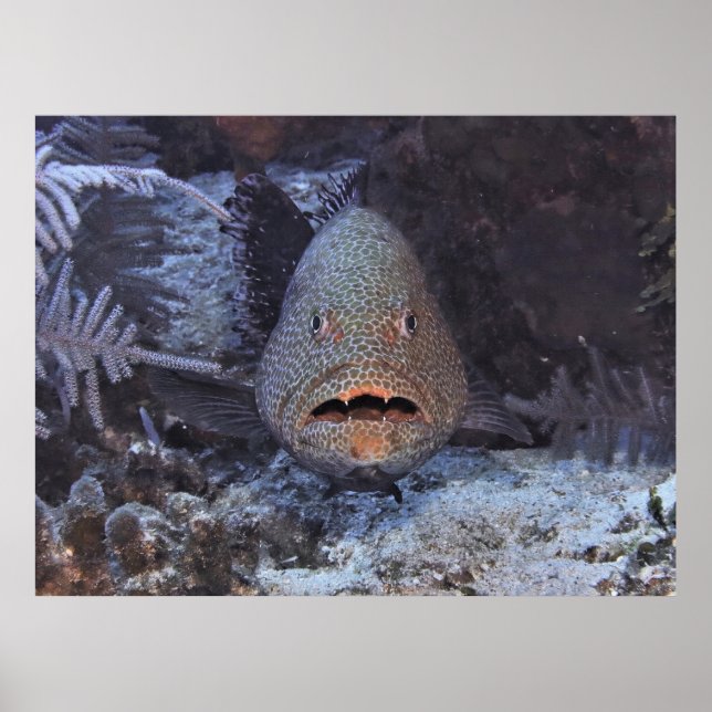 Poster Grouper surpris (Devant)