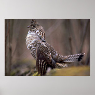 Poster Grouse de Ruffed