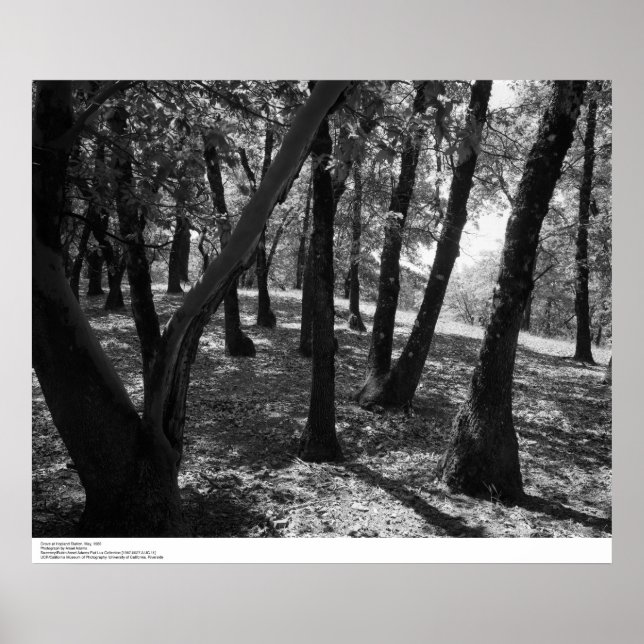 Poster Grove à Hopland Station, 1966 (Devant)