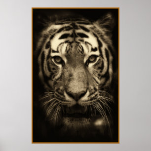 Poster Growling Tiger Face in Sepia Tones