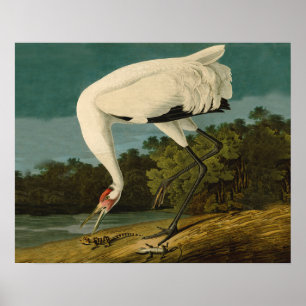 Poster Grue blanche Audubon Peinture d'oiseaux