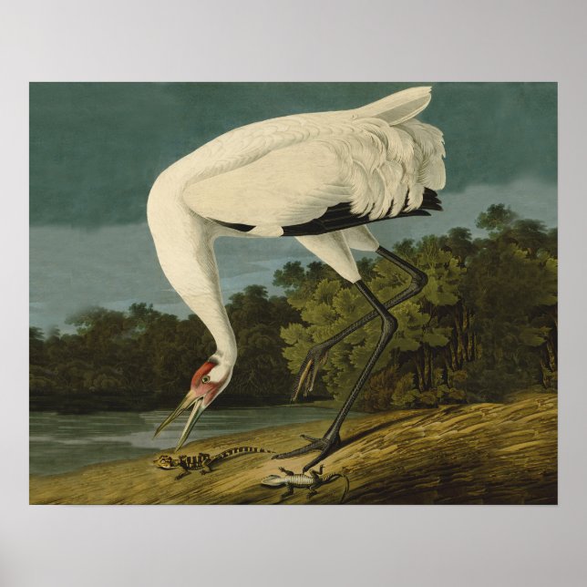Poster Grue blanche Audubon Peinture d'oiseaux (Devant)