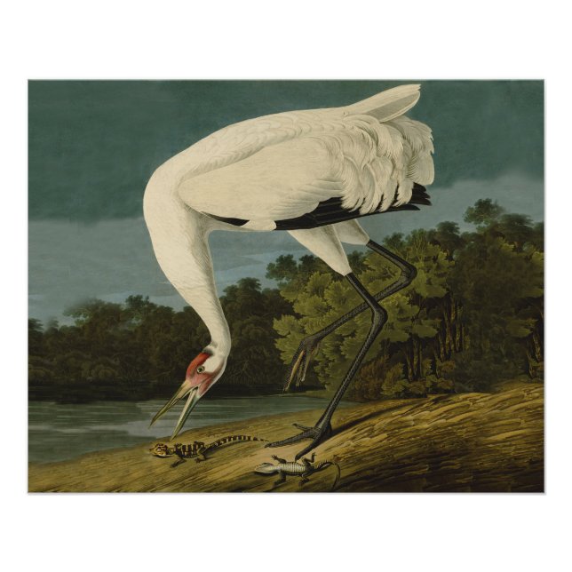Poster Grue blanche Audubon Peinture d'oiseaux (Devant)