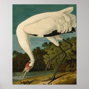 Poster Grue blanche Audubon Peinture d'oiseaux
