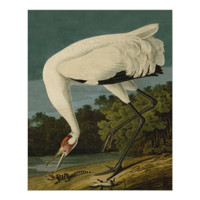 Poster Grue blanche Audubon Peinture d'oiseaux (Devant)