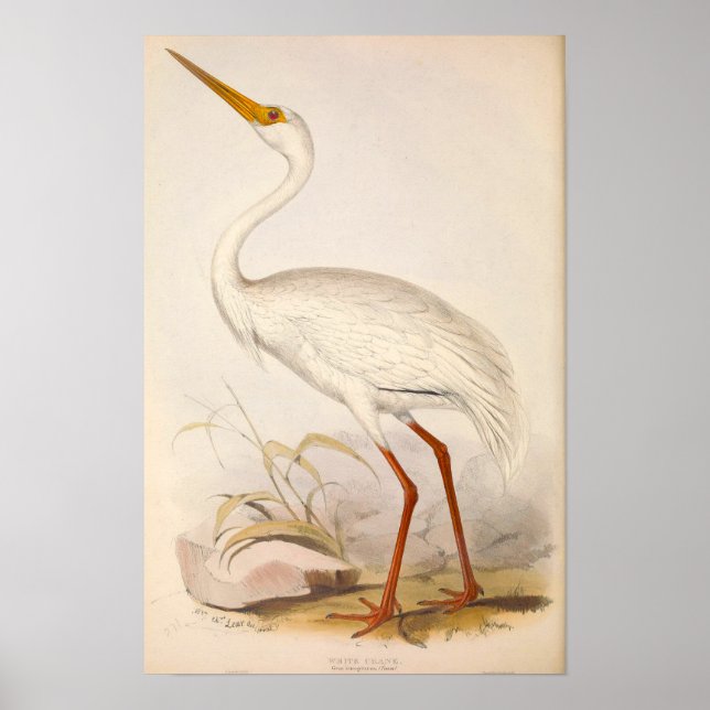 Poster Grue blanche de l'époque victorienne (Devant)