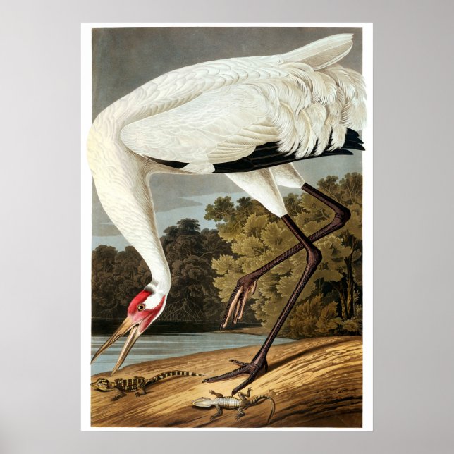 Poster Grue blanche par John James Audubon (Devant)