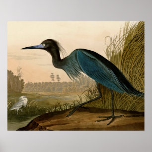 Poster Grue Bleue Heron Audubon Peinture