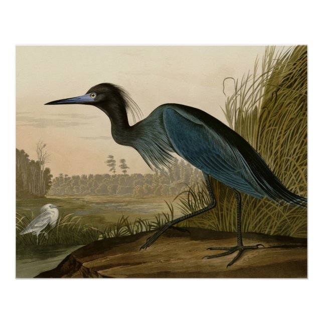 Poster Grue Bleue Heron Audubon Peinture (Devant)