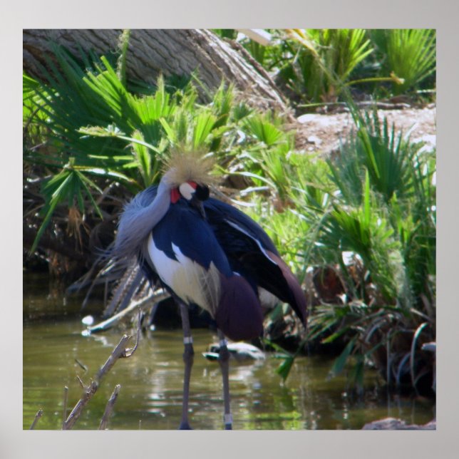 Poster Grue couronnée africaine (Devant)