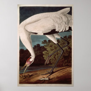 Poster Grue de huée, des 'oiseaux d'America