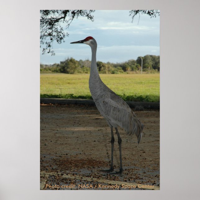Poster / Grue de Sandhill (Devant)