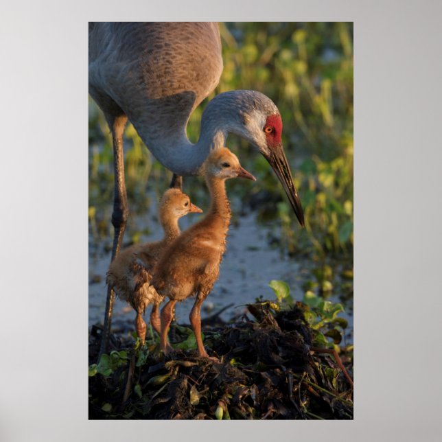 Poster Grue de Sandhill avec poussins, Floride (Devant)